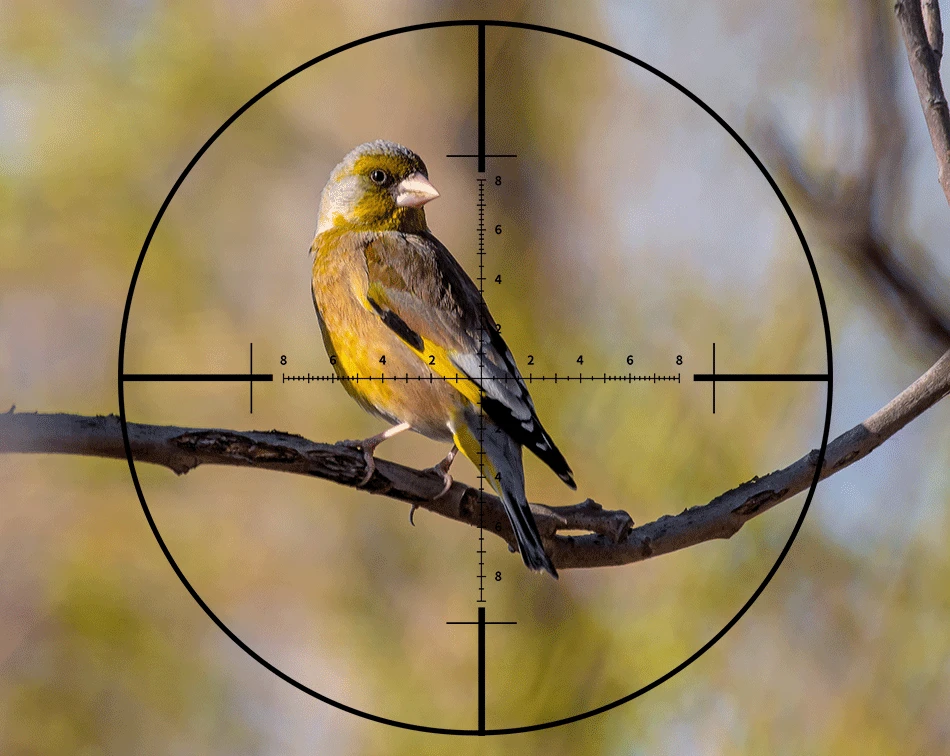 8X44SF_07.gif