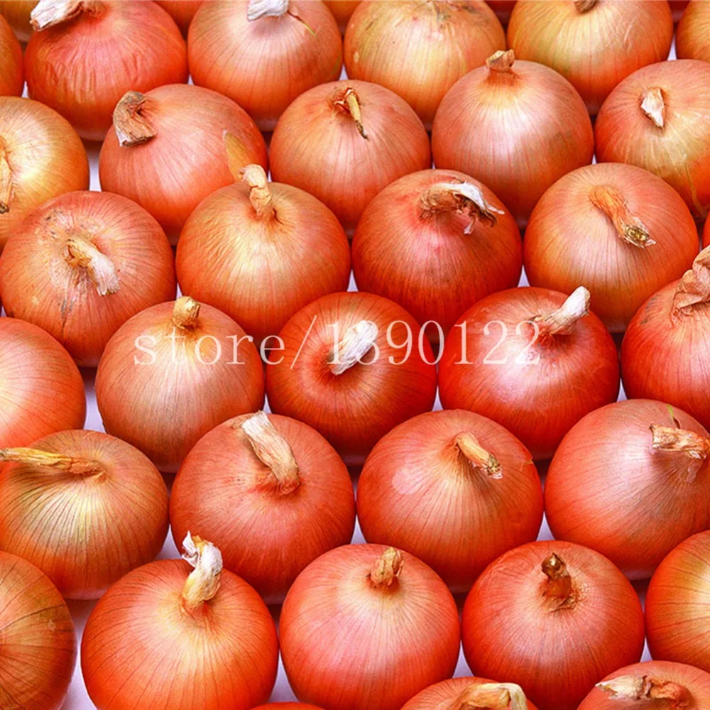 300 Giant Onion seeds Non-GMO vegetables seeds fruit seeds delicious heirloom seeds plant for home garden