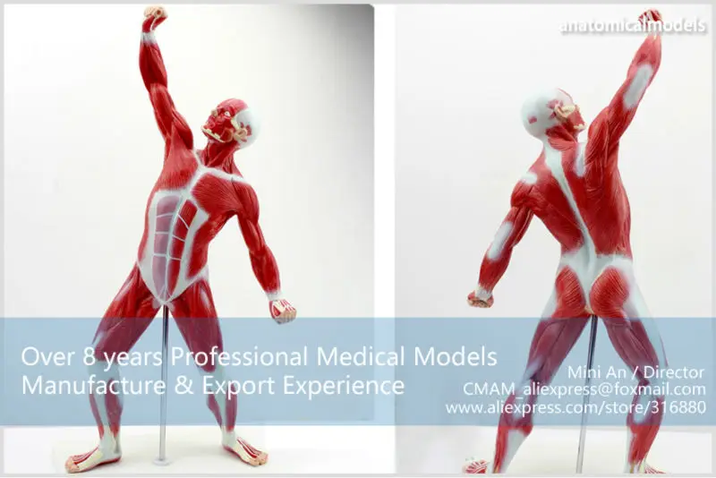 MUSCLE05 CMAM model Male Muscles Of Anatomical Model 4