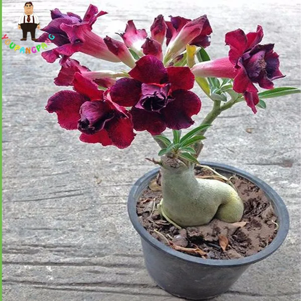 2 Pcs True Adenium Bonsai Exotic Mixed Desert Rose Potted Flowers