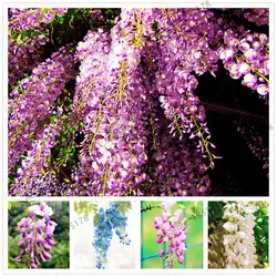 Wisteria Сад 10 шт./упак., редкий бонсай Глициния Plantas Семена цветов для дома цветок Флорес