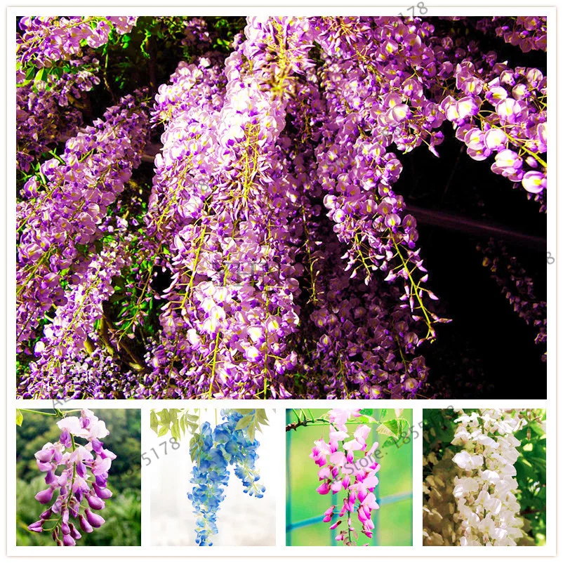 Wisteria Garden 10 ⑤ упак. редкие деревья бонсай глицинии комнатные декоративные