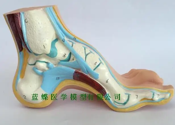 Модель ноги модель человека ноги ладони мышцы Модель арки ноги Анатомия ноги - Цвет: Цвет слоновой кости
