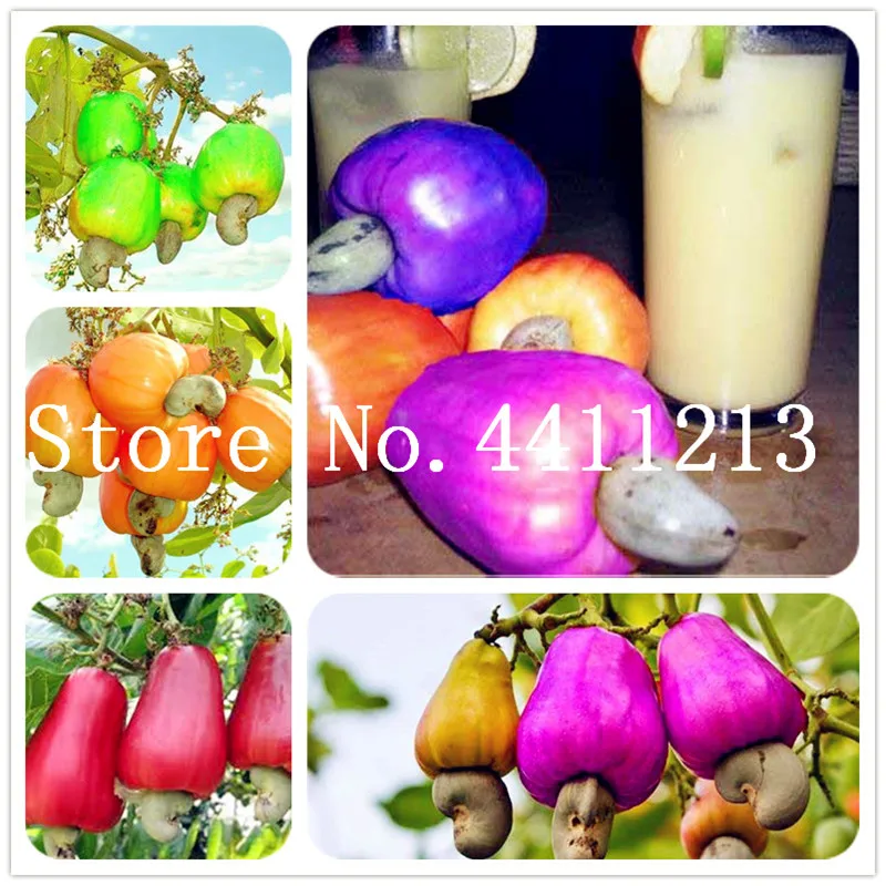 

New Garden Plants 10 pcs Mini Cashew Tree Bonsai Anacardium Occidentale Rare Plant Tree Bonsai Fruit Germ Free Shipping