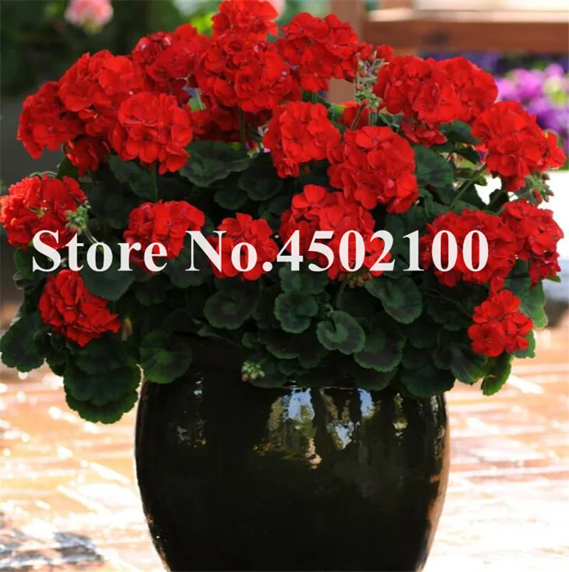 Bonsai Geranium 100 Pcs Japanese Yellow Ppleblossom Rosebud Pelargonium Flowering Geranium Balcony plant For Home Garden Bonsai Geranium 100 Pcs Japanese Yellow Ppleblossom Rosebud Pelargonium Flowering Geranium Balcony plant For Home Garden