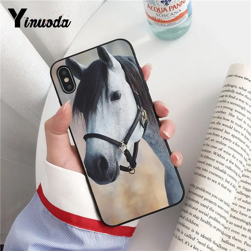 Animal Horse