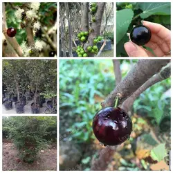 Декоративное растение Plinia Cauliflora бонсай 10 шт. Семья Myrtaceae Jabuticaba фрукты бонсай инновационные растения бразильский винограда Дерево