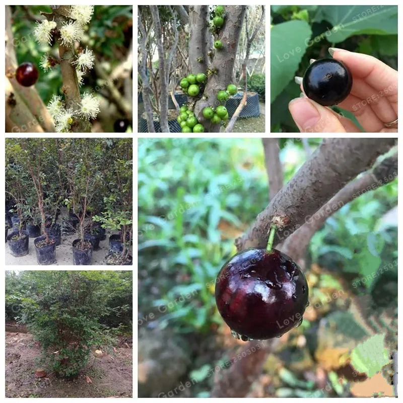 

Ornamental Plant Plinia Cauliflora Bonsai 10pcs Family Myrtaceae Jabuticaba Fruit Bonsai Novel Plant Brazilian Grape Tree