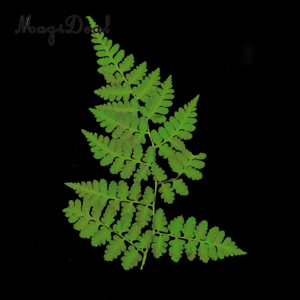 12pcs Natural Press Woodsia Leaves Pressed Real Dried Flower Dry Leaves for DIY Art Crafts Bookmark Scrapbooking Card Making