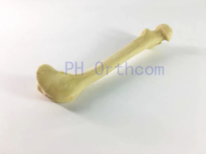 

Canine/Dog Scientific Skeleton model for Veterinary education and practice use