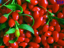 

FREE SHIPPING Farm grown pure natural beauty nourishing blood tonifying kidney wolfberry Green food berries goji berry goji
