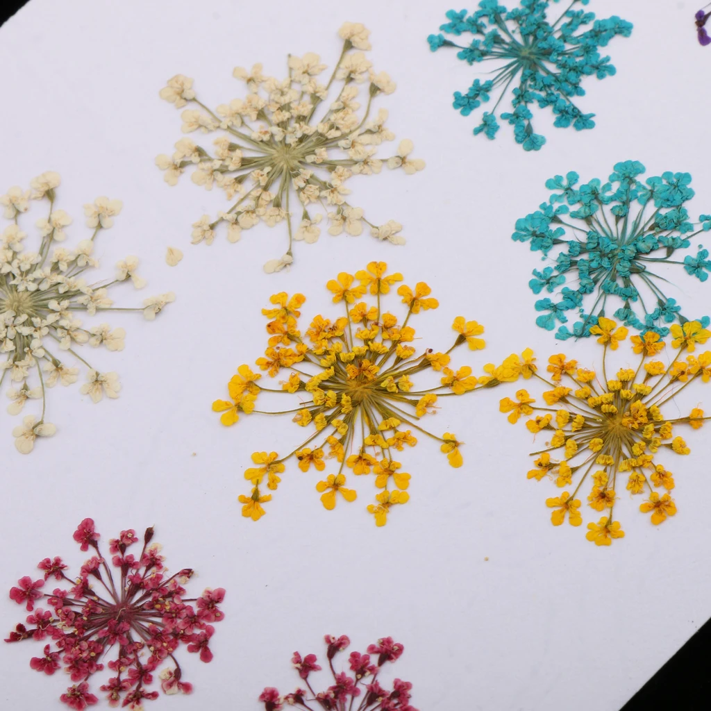 10pcs/Set Pressed Dried Ammi Majus Flower Dry Plants for Resin Jewelry Necklace Pendant Homemade Crafts DIY