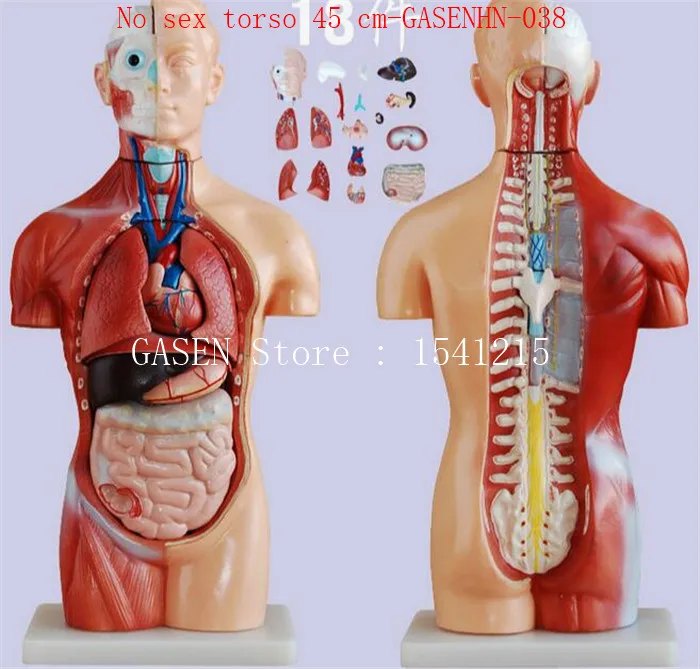 Торс головного мозга трахеи пищевода аорты диафрагмы легких сердце печени желудка почек без Секс Торс 45 cm-GASENHN-038