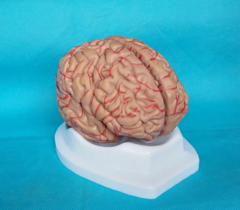 Модель головного мозга человека мозговая модель 8 частей мозговая анатомическая модель медицинская научная обучающая модель образовательные принадлежности