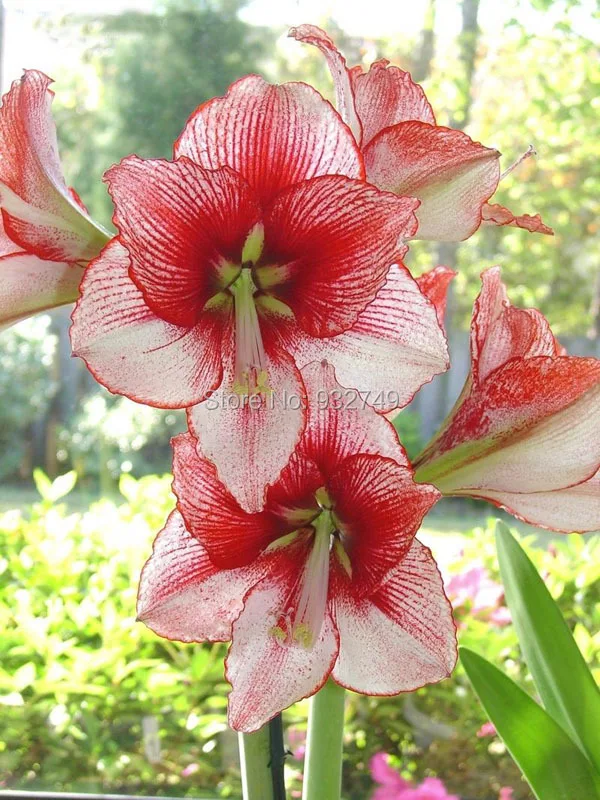 Free shipping Rare flower seeds,3pcs Amaryllis bulbs,Flower blubs sementes semillas de plantas