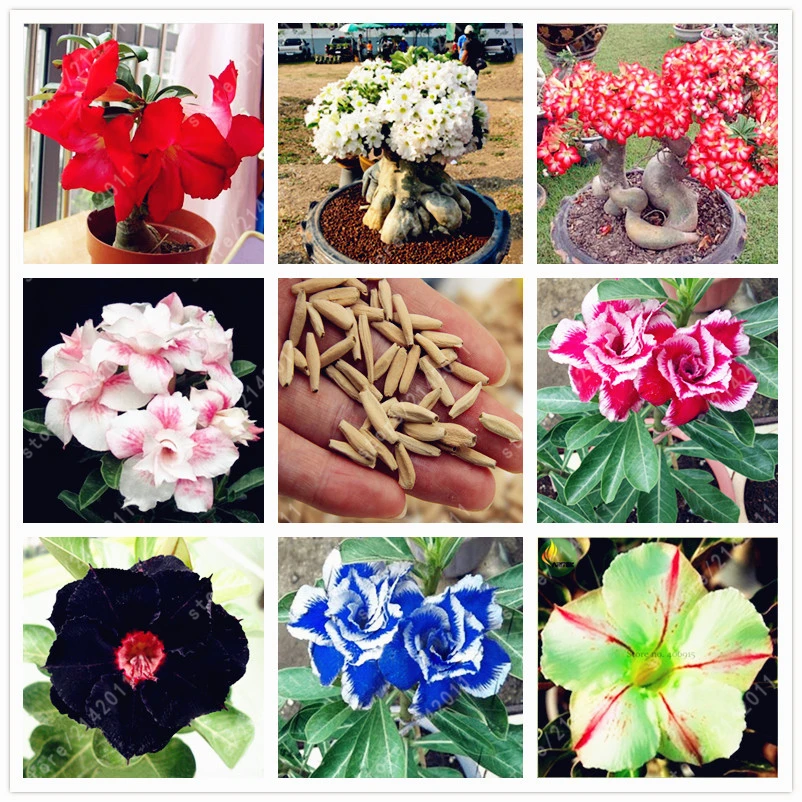 2pcs/bag Desert Rose seeds,Adenium Obesum Seeds Double Petals bonsai flowers Seeds 100% true seed potted plant for home garden