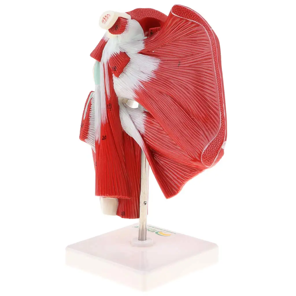  1: 1 Human Shoulder Articular Muscle Model Tendon Motion System Anatomical Model for School Teachin - 32973916945