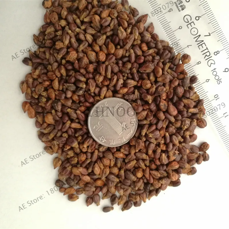 Grape Seeds 50Pcs Best Seeds Online Free Shipping Worldwide