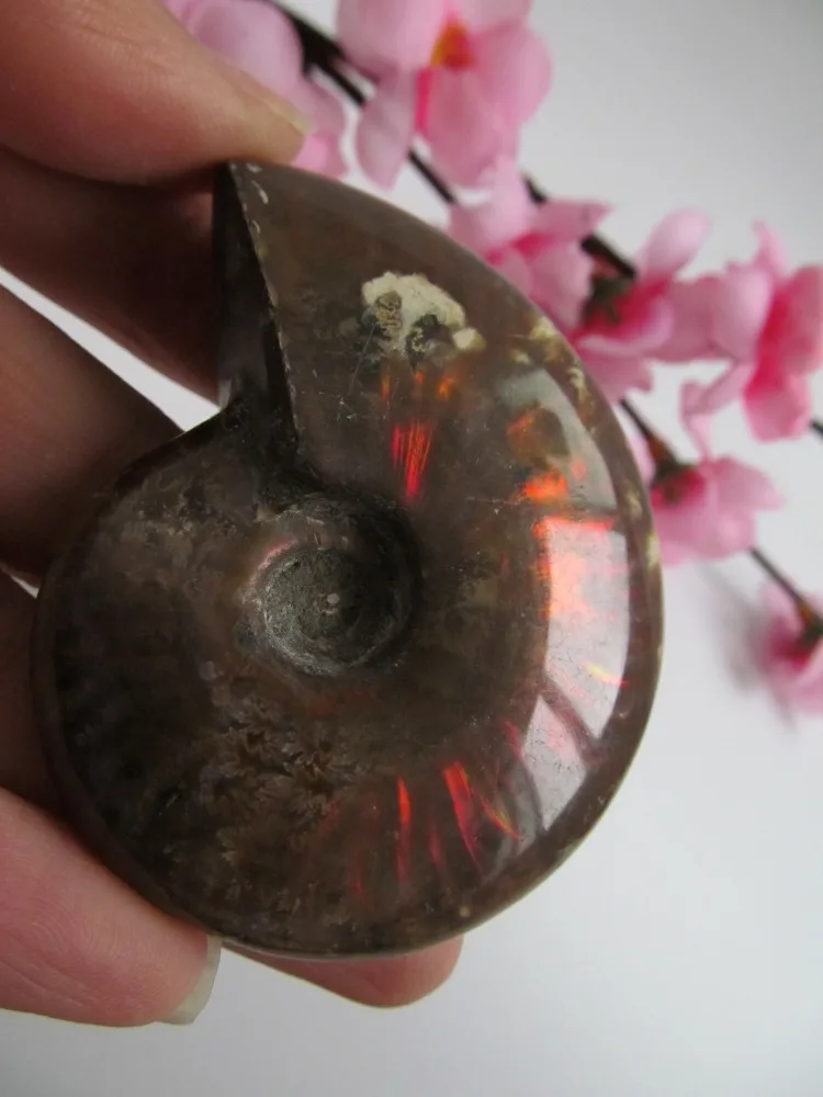 

Rare! Natural Rainbow bAMMONITE AMMOLITE SHELL GEM FOSSIL Reiki Healing Fengshui Crystal Stones Natural Stone and Minerals 75g