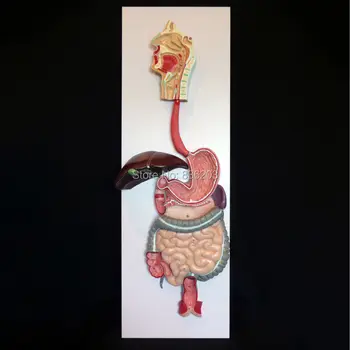 

Digestive System tract nose pharynx and larynx Anatomical Model anatomy skull brain model mixer in trauma esqueleto anatomia