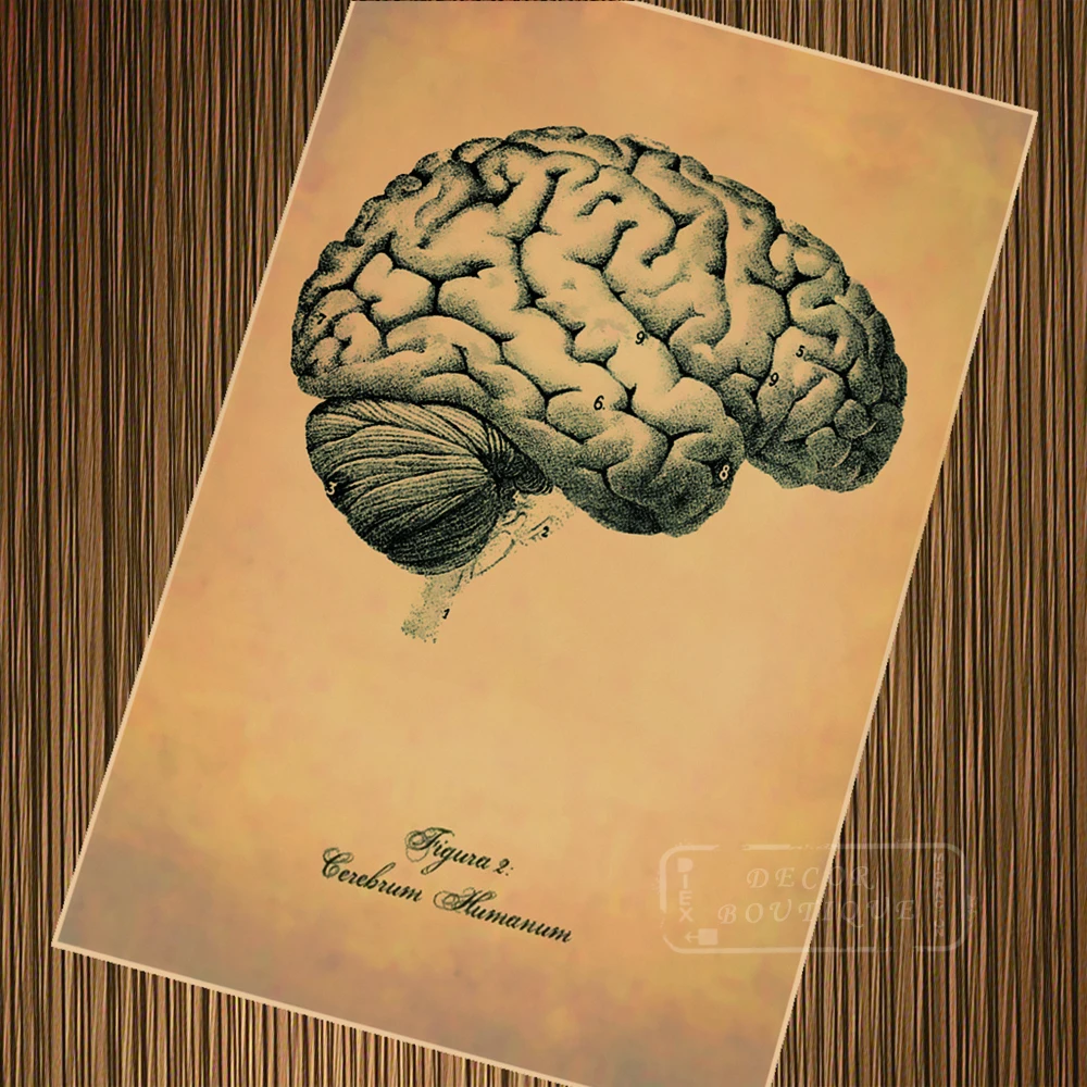 Винтаж Анатомия ствола мозга человека плакат холст живопись DIY стены бумага плакаты домашний Декор подарок