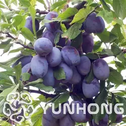 10 шт. черный Brin сливы бонсай очень вкусные Prune фрукты дерево бонсай Jardin овощи и фрукты горшок легкое выращивание Бесплатная доставка