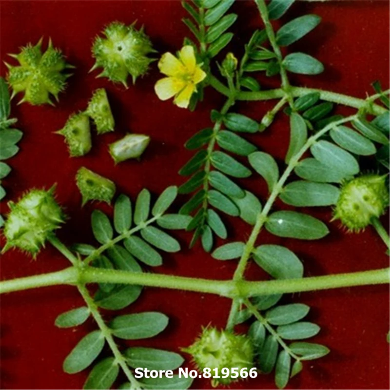 Якорцы стелющиеся почему запретили. Якорцы стелющиеся почему запретили. Трибулус террестрис, якорцы стелющиеся. Якорцы стелющиеся почему запретили. Tribulus terrestris.