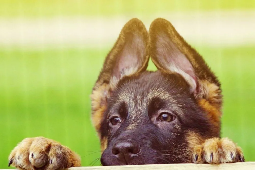 dogs-boo-pup-peek-fun-sheppard-german-animal-beagle-dog-desktop-widescreen-wallpaper-1366x768 - 