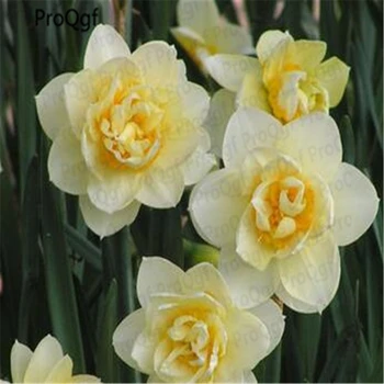 

Ngryise 30Pcs A Set Narcissus tazetta