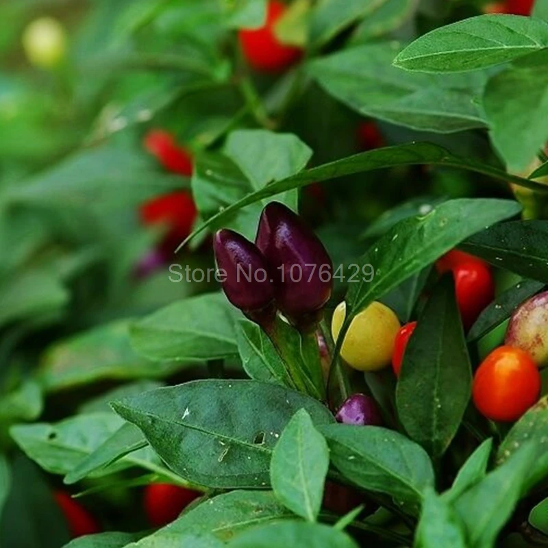 100 шт./пакет декоративные семена перца съедобные смешивания capsicum Овощной овощных