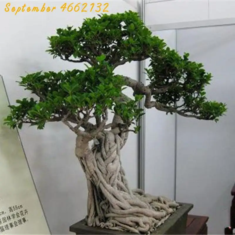 20+ Latest Bodhi Tree For Sale | Pink Wool 20+ Latest Bodhi Tree For Sale | Pink Wool