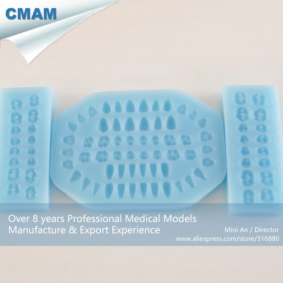 

DH/13126, Rubber Mould, Maxill of Facial Formwork, 4pcs/set, Educational Teaching Anatomical Models