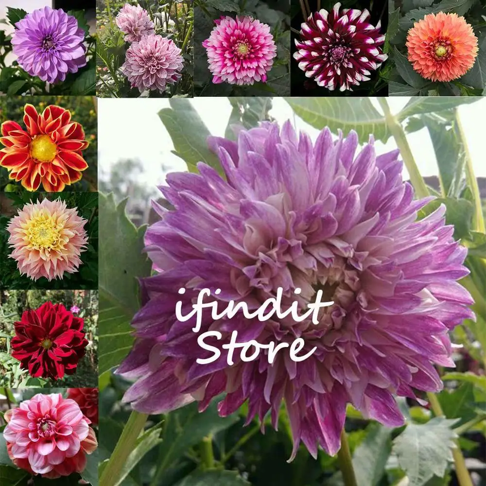 

50pcs Dahlia Flower Bonsai Rare Multi-Color Mexico's Perennial National Flower Garden Plants Garden Supplies Home Potted Bonsai