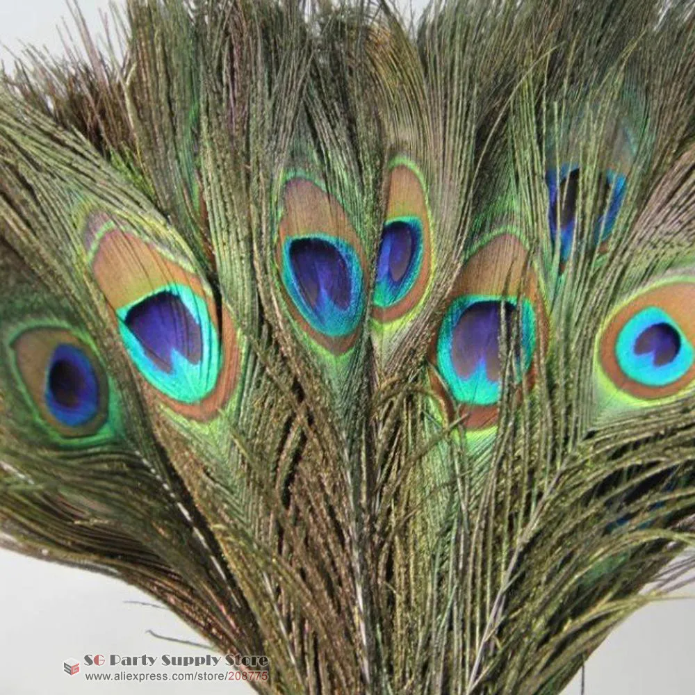 Can I keep peacock feathers at home Can I keep peacock feathers at home