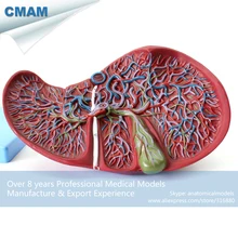 CMAM-VISCERA07 Medical Science Human Liver Model for Teaching
