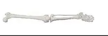 

1:1 Lower limb model human Skeleton model hand bone free shipping