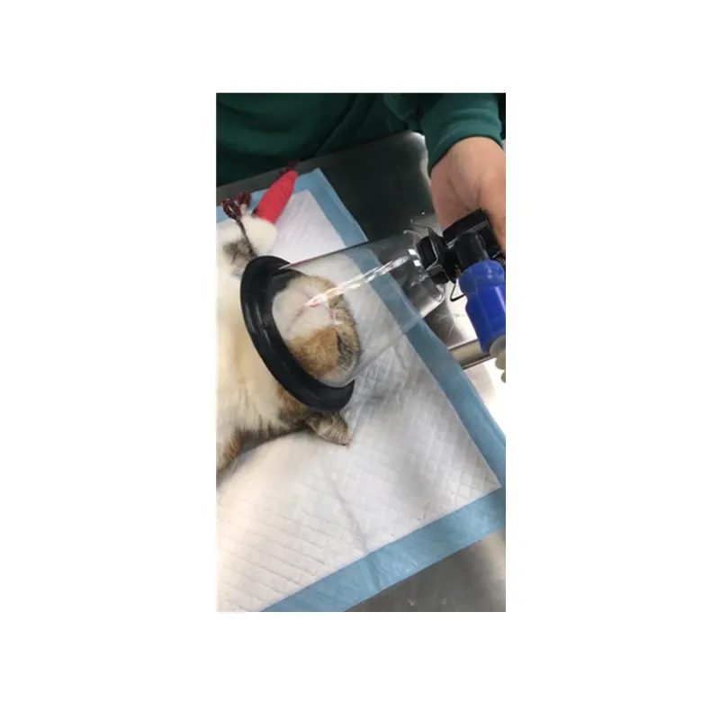 cat mask