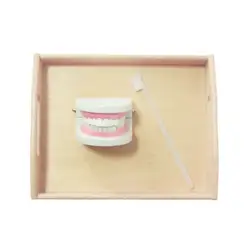 Монтессори практические материалы жизни чистка зубов раннего обучения Развивающие игрушки Juguetes Монтессори подарок на день рождения ML1344H