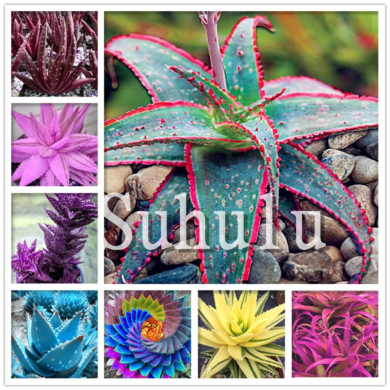 

100 Pcs Bonsai aloe Vegetables and fruit bonsai Aloe vera plant edible beauty Edible cosmetic Bonsai plants for home & garden