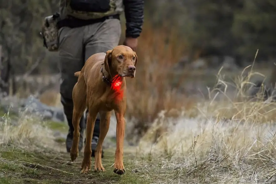 RUFFWEAR-Beacon Безопасный свет для собак, прозрачное озеро