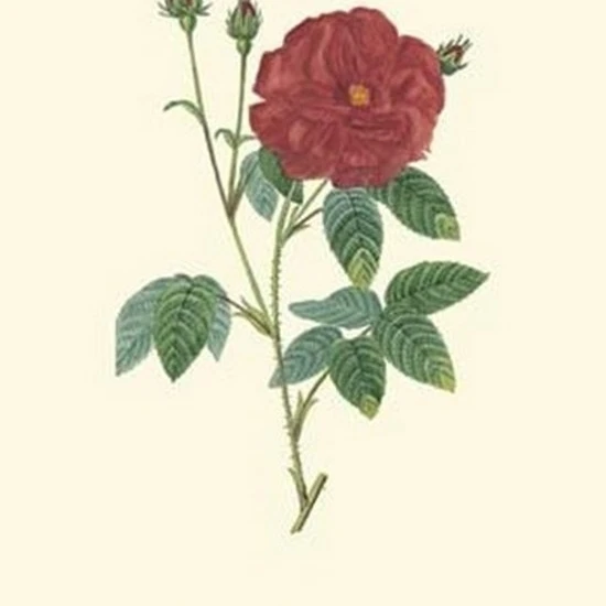 Crimson Beauty I Poster Print (10 x 13)