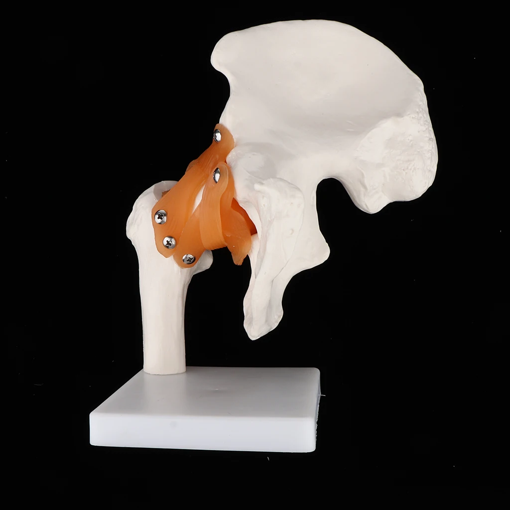 1:1 Lifesize Anatomical Human Hip Joint with Femur & Ligament Model - Skeleton Anatomy Lab Supplies School Study Display Kits