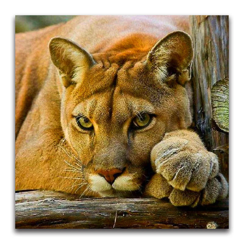 America lion Full square Diamond painting Cross stitch Cats 3D DIY Diamond embroidery heads 5d full round Diamond mosaic animal