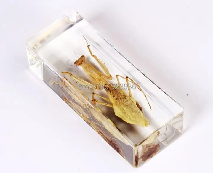 

YQTDMY Big Cool Mantis Beetle Insect Specimens In Lucite Paperweight Crafts,Teaching Specimens promotion gift
