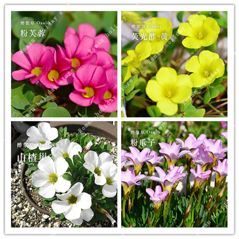 

ZLKING 100 Pcs Oxalis Flower Bulbs Oxalis Versicolor Flowers Flowers Garden Home Planting Bonsai Potted Plant Flowers