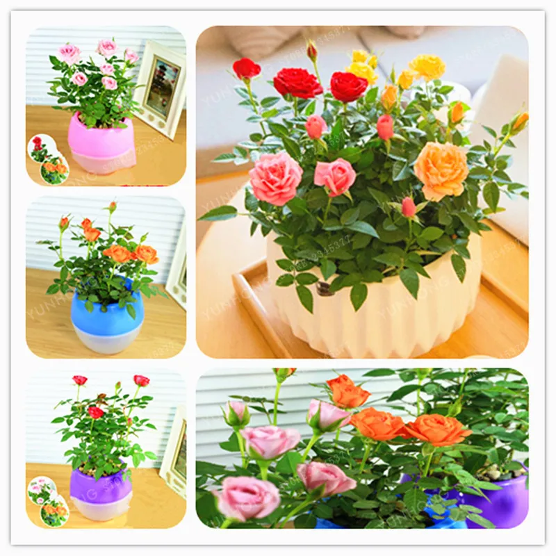 Mini Rose Bonsai Miniature Rose Seeds A Little Cute Plants For