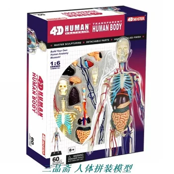 

human anatomical body assembly model 1: 6 transparent body skeletal blood vessels model medical teaching