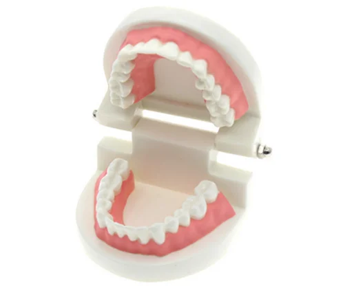 

Teeth Tooth teaching model 1:1 scale Adult oral Standard Typodont Demonstration with 28pcs teeth fixed immovable