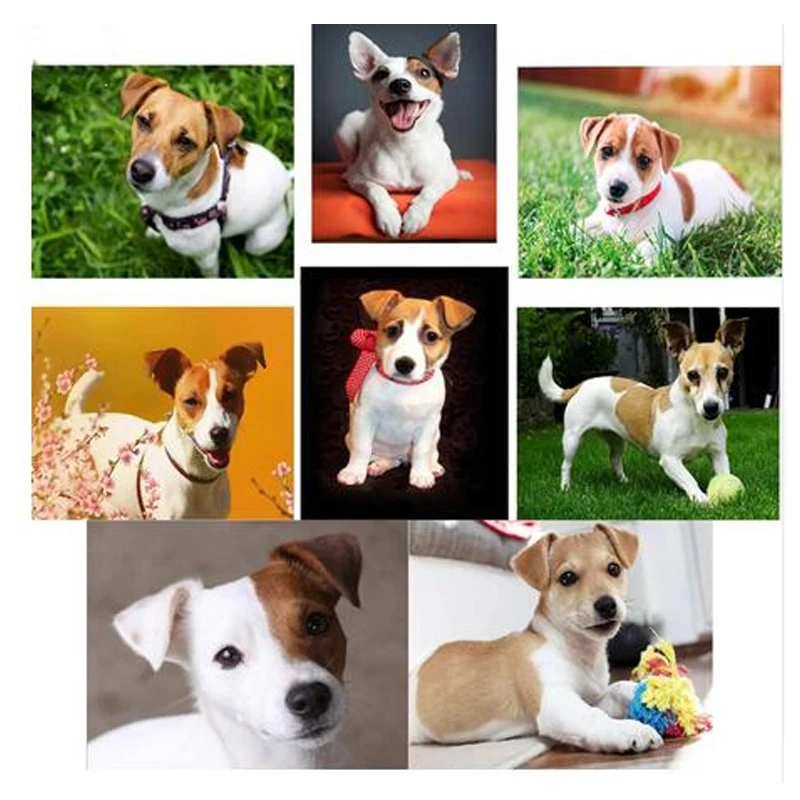 

Large Full Drill,dog,jack russel,diamond embroidery,5d diamond painting,Cross Stitch,3D rhinestones embroidery,Mosaic,pet,Z1229