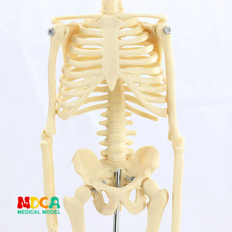 Médico para Artes Plásticas e Medicina Modelo de Esqueleto Padrão 45 cm Humano. Mgg101 14 Ciência médica